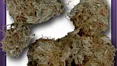 WW-Afghan 