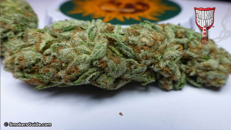 Cookies-Kush-Barneys-Cannabis-Cu