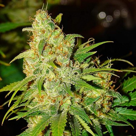 bubblelicious