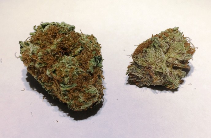 Congolese-Nug-shot 2