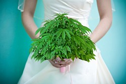 Cannabis Wedding Expo January 2016